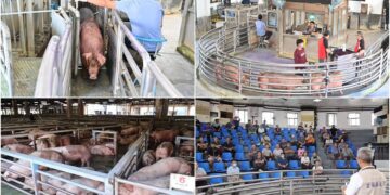 影音/豬隻禁運禁宰解除 宜縣首日拍賣559頭 每公斤平均107.8元