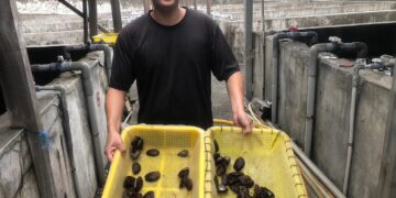 貢寮鮑最肥美     新北市澳底漁港11/15、16連兩日辦「貢饗鮮味」活動