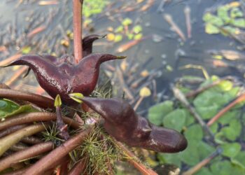 114年臺南市菱角農業資材補助 11月28日止受理申請