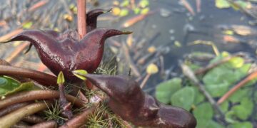 114年臺南市菱角農業資材補助 11月28日止受理申請