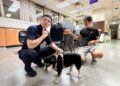 迷路黑柴慌慌張張 警民協力助重返主人懷抱