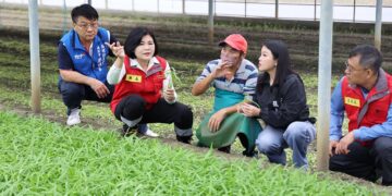 鳳凰颱風直撲台 雲林西螺農會以行動力挺農民採收作業