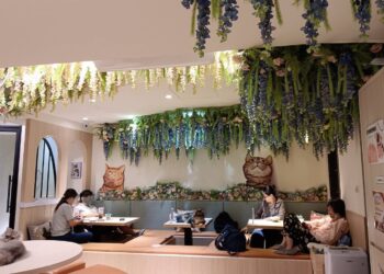 專訪李貓貓主題餐廳 10隻萌貓打造沉浸式療癒空間 成高雄最新打卡新亮點