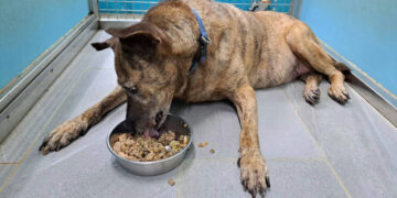 世界糖尿病日     飼主防疫應注意犬貓健康     早期發現、早期治療是關鍵