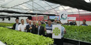 鼎新再現　水耕蔬菜翹楚