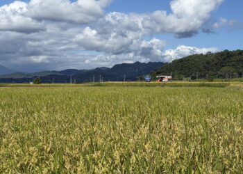 鳳凰颱風逼近 花縣府籲農友嚴防災害