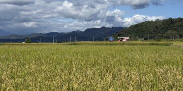 鳳凰颱風逼近 花縣府籲農友嚴防災害