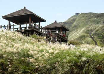 東北角秋遊芒花季登場！  台灣好行東北角套票深入探索山海風光