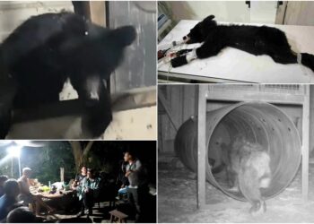 影音/小熊夜闖立山工寮 部落族人立即通報誘捕