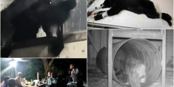 影音/小熊夜闖立山工寮 部落族人立即通報誘捕