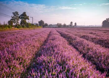 桃園仙草嘉年華11/22登場 與酷洛米相遇夢幻紫色花海
