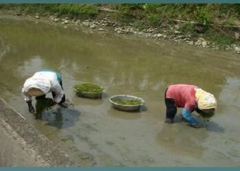 美濃溪埔寮地區景象(四)：728美濃盛產野蓮仔．味緒登珍營養好&台灣本土語文　(四縣 海陸 河洛)聯音(語&字)比較