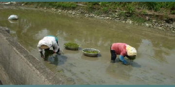 美濃溪埔寮地區景象(四)：728美濃盛產野蓮仔．味緒登珍營養好&台灣本土語文　(四縣 海陸 河洛)聯音(語&字)比較