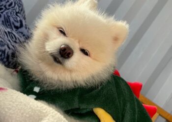 她為了狗移民澳洲 和家人大吵也在所不惜 只因「牠是家人 不是行李」