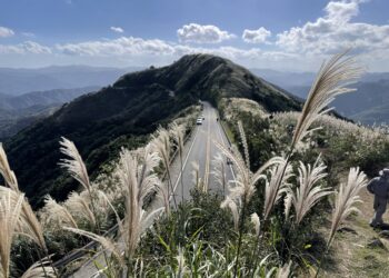 新北九份芒花季浪漫登場     銀白芒花海交織蔚藍海景     壯麗景緻超療癒
