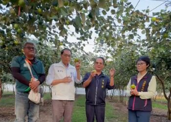 高樹蜜棗開採　蘇清泉赴產地關心收成、力挺棗農