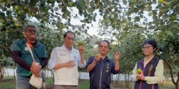 高樹蜜棗開採　蘇清泉赴產地關心收成、力挺棗農