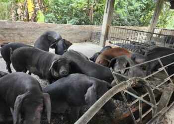屏縣查獲養豬場餵飼廚餘 依法裁罰即刻封鎖場
