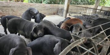 屏縣查獲養豬場餵飼廚餘 依法裁罰即刻封鎖場