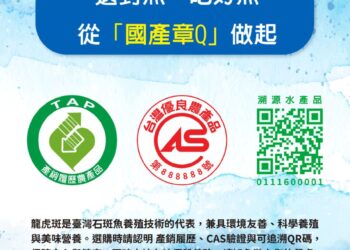 選好魚從「國產章Q」做起 人工育種+養殖技術成就龍虎斑的鮮美口感