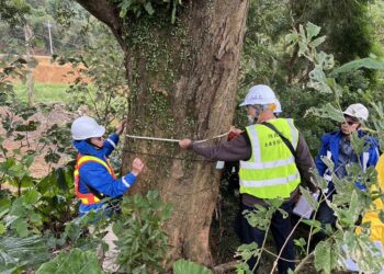 新北樹保大會通過土城司法園區老樹移植     首創延長養護期至 5 年監測