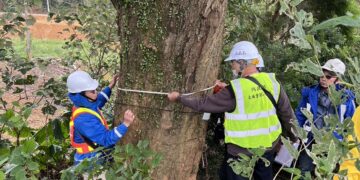 新北樹保大會通過土城司法園區老樹移植     首創延長養護期至 5 年監測