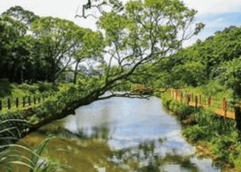 陂塘(池塘)biˊ tongˇ