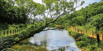 陂塘(池塘)biˊ tongˇ