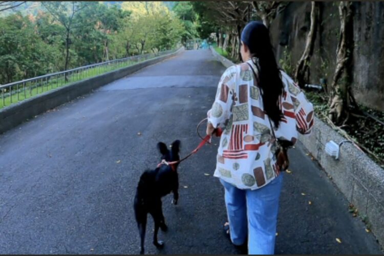 新北動保處推「認養後訓犬課」!專業訓練師到家服務 新手飼主不煩惱