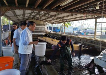 氣候變遷衝擊鰻魚苗短缺重創出口 蘇清泉:應推政策強化競爭力