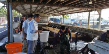 氣候變遷衝擊鰻魚苗短缺重創出口 蘇清泉:應推政策強化競爭力