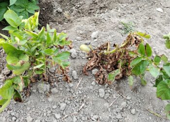 冷濕天氣將至中部馬鈴薯晚疫病風險升高 農改場籲請農友提前防範