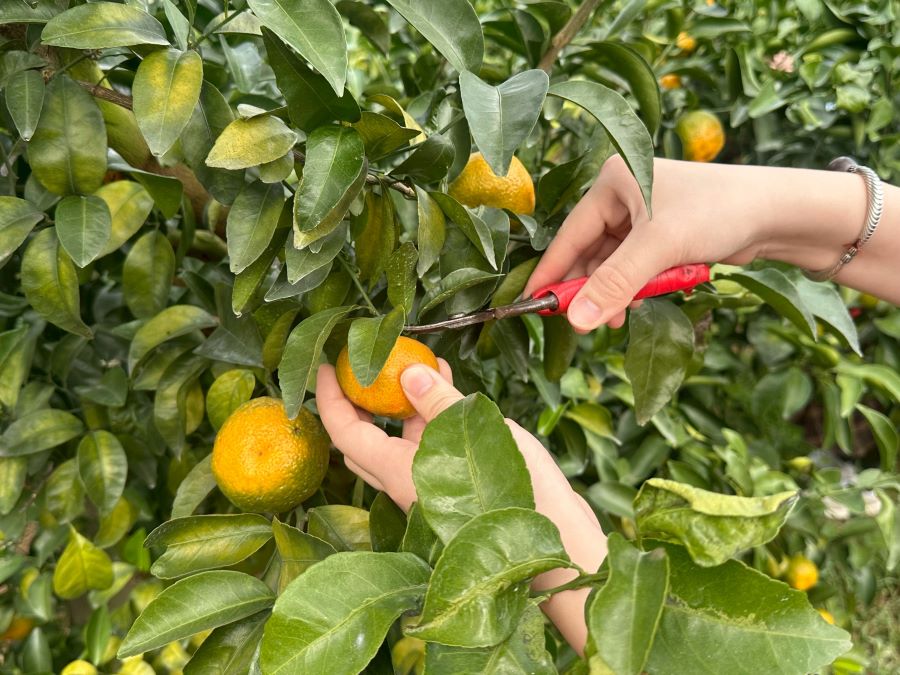 苗栗縣的山線「藝境慢遊」的壢西坪休閒農業區的採柑橘。(圖/記者林均和攝)
