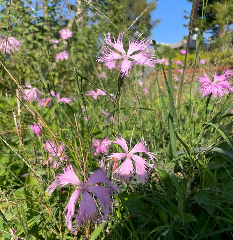 苗栗海線「天后遍路」以信仰與海風為主題，到距離海很近的新埔社區進行淺山植物走讀。(圖/記者林均和攝)