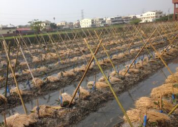 強烈冷氣團來襲  臺中農改場籲請農友提前做好作物防寒措施