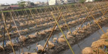 強烈冷氣團來襲  臺中農改場籲請農友提前做好作物防寒措施