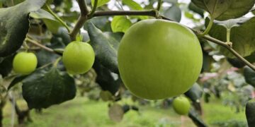 農曆春節已近！　送禮要棗