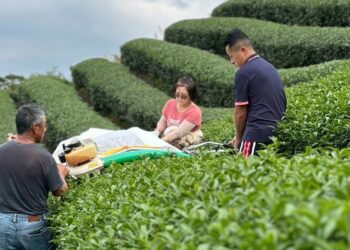 石碇冬季包種茶比賽揭曉！葉文鵬茶園第8度奪特等獎     展現冬茶頂級香氣