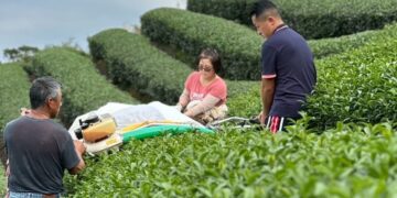 石碇冬季包種茶比賽揭曉！葉文鵬茶園第8度奪特等獎     展現冬茶頂級香氣