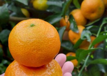 工程師侍雙親學種砂糖橘 兼具園藝治療與食農教育