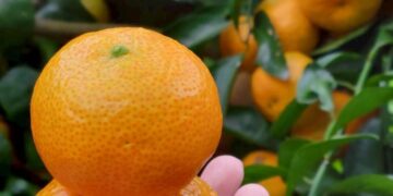 工程師侍雙親學種砂糖橘 兼具園藝治療與食農教育