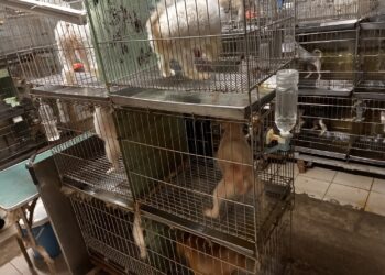 寵物店環境亮紅燈！業者籠具規格不符規定     新北動保處開罰 4 萬元