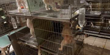 寵物店環境亮紅燈！業者籠具規格不符規定     新北動保處開罰 4 萬元