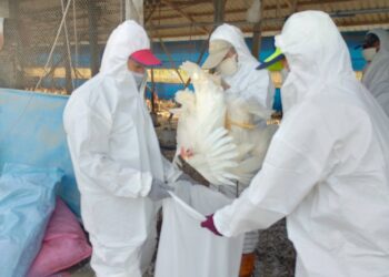 高樹鄉蛋中雞場確診感染　養禽業者主動通報