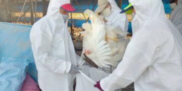 高樹鄉蛋中雞場確診感染　養禽業者主動通報