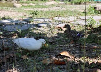 埔里新景點！水豚、貓咪陪喝咖啡，爸媽必收的育兒休息站