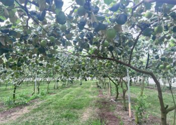 季節限定的甜脆滋味　棗搶鮮好時機