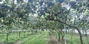 季節限定的甜脆滋味　棗搶鮮好時機