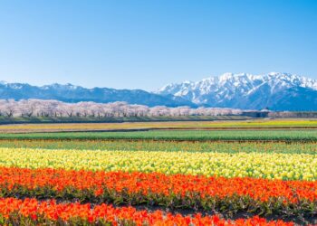 奇蹟四重奏綻放，為朝日町春日絕景添上最動人的色彩