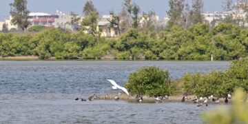 黑面琵鷺中毒獲救治療　嘉義縣跨單位完成野放